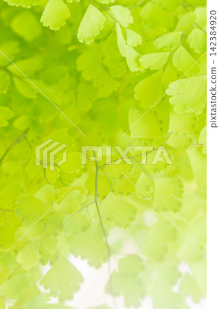 白色背景上的鐵線蕨綠色葉子的特寫鏡頭(52) 白色背景上的鐵線蕨綠色葉子的特寫鏡頭(52) 142384920