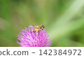 A hoverfly sucking nectar from a thistle 142384972