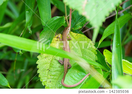 A lizard on a leaf in the mountains after the rain 02 A lizard on a leaf in the mountains after the rain 02 142385036