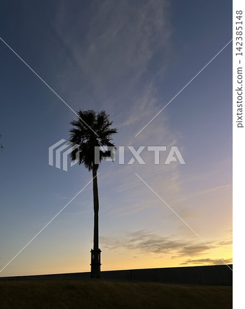 Palm trees and sunsets Palm trees and sunsets 142385148