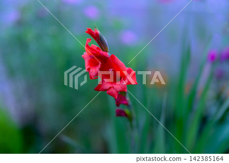 A red gladiolus is visible in the center of the screen. The surrounding area is greatly blurred. A red gladiolus is visible in the center of the screen. The surrounding area is greatly blurred. 142385164