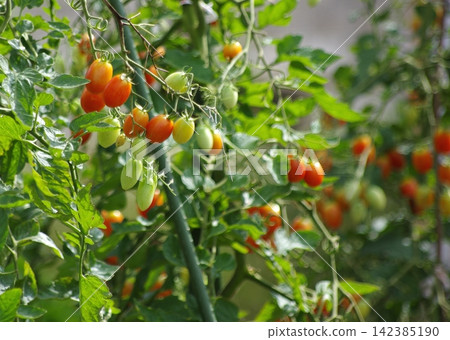 The growth of cherry tomatoes grown in a home garden. The growth of cherry tomatoes grown in a home garden. 142385190