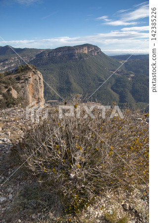Bush growing on rocky mountain cliff landscape Bush growing on rocky mountain cliff landscape 142385226