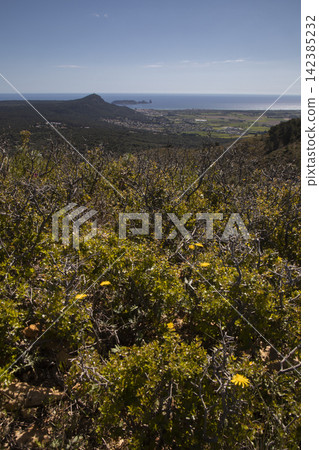 Mediterranean coastal landscape with blooming scrubland plants Mediterranean coastal landscape with blooming scrubland plants 142385232