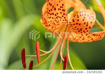 Summer forest: Beautiful orange tiger lily flowers 04 Summer forest: Beautiful orange tiger lily flowers 04 142385261