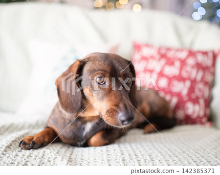 Brown dachshund dog lying on a cozy couch with decorative pillows, soft blanket, and blurred holiday lights in the background creating a warm atmosphere Brown dachshund dog lying on a cozy couch with decorative pillows, soft blanket, and blurred holiday lights in the background creating a warm atmosphere 142385371
