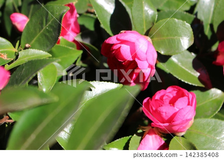 冬日的花朵,五彩繽紛的翅膀 冬日的花朵,五彩繽紛的翅膀 142385408