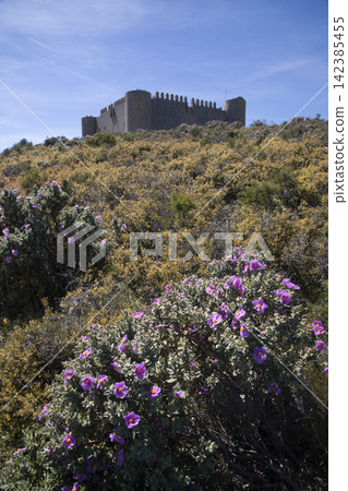 Montgri castle in spain with purple flowers Montgri castle in spain with purple flowers 142385455