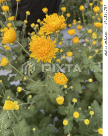 黃色的菊花 黃色的菊花 142385794