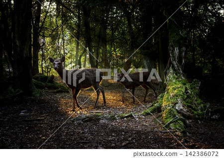 A fawn and an adult deer standing in the moss-covered forest of Nara Park. A fawn and an adult deer standing in the moss-covered forest of Nara Park. 142386072
