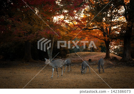 一小群日本鹿在奈良公園的樹林裡吃草。 一小群日本鹿在奈良公園的樹林裡吃草。 142386073