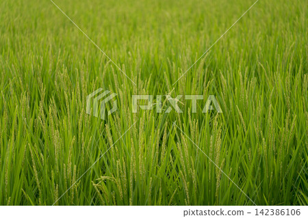 Rice ears, paddy field, rice, crop, agriculture, new rice, before harvest, summer, Japan Rice ears, paddy field, rice, crop, agriculture, new rice, before harvest, summer, Japan 142386106