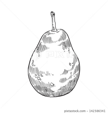 A pear drawn by hand in ink. A vector illustration of a ripe fruit, drawn in ink for printing on fabric, paper, food packaging, and textiles. Vector illustration. A pear drawn by hand in ink. A vector illustration of a ripe fruit, drawn in ink for printing on fabric, paper, food packaging, and textiles. Vector illustration. 142386341