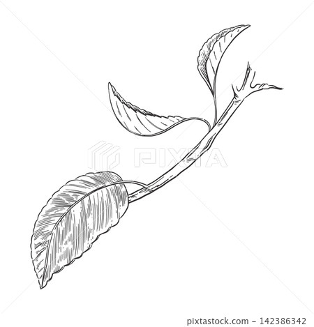 A branch of a fruit tree with leaves, drawn by hand in ink. Vector botanical illustration of a pear branch for label design, packaging, postcards, and natural design. Vector illustration. A branch of a fruit tree with leaves, drawn by hand in ink. Vector botanical illustration of a pear branch for label design, packaging, postcards, and natural design. Vector illustration. 142386342