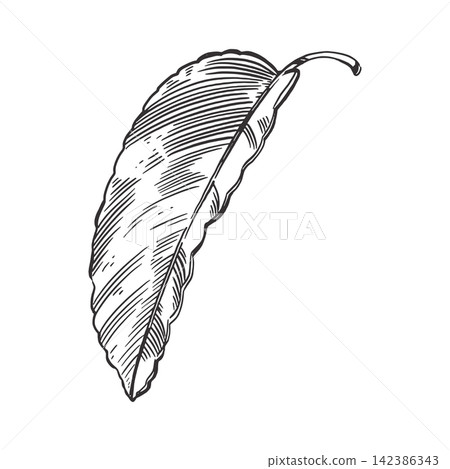 A leaf of a fruit tree with a petiole. All objects are drawn by hand in ink. A vector illustration of a leaf of a fruit tree. For printing on fabric, paper, for design. Vector illustration. A leaf of a fruit tree with a petiole. All objects are drawn by hand in ink. A vector illustration of a leaf of a fruit tree. For printing on fabric, paper, for design. Vector illustration. 142386343