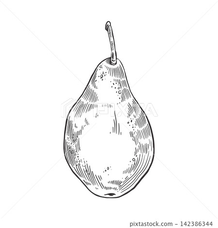 Vector illustration of a pear with a stem. Everything is drawn by hand with ink. Vector illustration of ripe fruit for farm market design, jam labels, harvest, and healthy eating. Vector illustration. 142386344