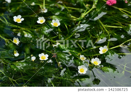 Water crowfoot (Ranunculaceae family) floating on the water's surface. Water crowfoot (Ranunculaceae family) floating on the water's surface. 142386725