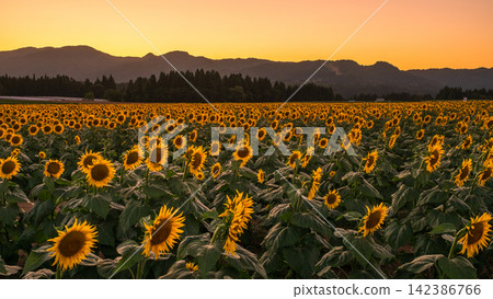 Sunflower field at dusk (Tsunan Sunflower Square) Sunflower field at dusk (Tsunan Sunflower Square) 142386766