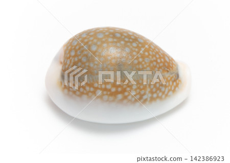 虎斑貝(Cypraea tigris) 虎斑貝(Cypraea tigris) 142386923