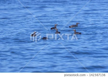 A flock of black-tailed gulls floating in the sea off Ochishi, Nemuro City, Hokkaido. A flock of black-tailed gulls floating in the sea off Ochishi, Nemuro City, Hokkaido. 142387136