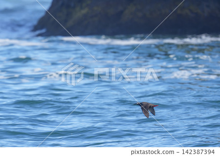 A black-tailed pigeon flying over the blue sea off the coast of Ochishi, Nemuro City, Hokkaido. A black-tailed pigeon flying over the blue sea off the coast of Ochishi, Nemuro City, Hokkaido. 142387394