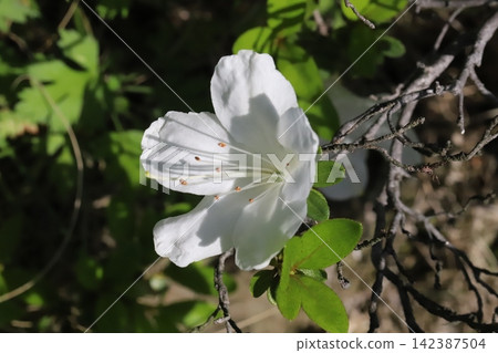 五月花園裡盛開的白色杜鵑花 五月花園裡盛開的白色杜鵑花 142387504