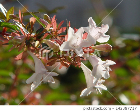 Small white flowers of October: Abelia (October) 01 Small white flowers of October: Abelia (October) 01 142387717