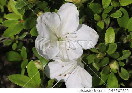 White azalea flowers blooming in the garden in May White azalea flowers blooming in the garden in May 142387795