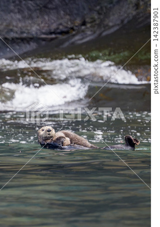 A mother and baby sea otter swimming off the coast of Ochishi, Nemuro City, Hokkaido. A mother and baby sea otter swimming off the coast of Ochishi, Nemuro City, Hokkaido. 142387901