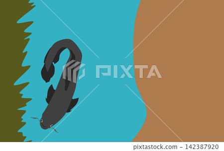 Catfish illustration Catfish illustration 142387920