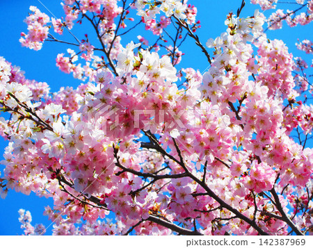 A view of the Jindai Akebono cherry blossoms in Toneri Park (Adachi Ward, Tokyo). A view of the Jindai Akebono cherry blossoms in Toneri Park (Adachi Ward, Tokyo). 142387969