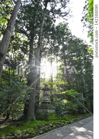 清晨的彌彥神社,沐浴在斑駁的陽光中(新潟縣彌彥村) 清晨的彌彥神社,沐浴在斑駁的陽光中(新潟縣彌彥村) 142388090