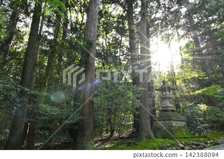 Yahiko Shrine in the morning, bathed in dappled sunlight (Yahiko Village, Niigata Prefecture) Yahiko Shrine in the morning, bathed in dappled sunlight (Yahiko Village, Niigata Prefecture) 142388094