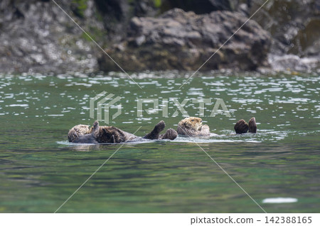 A group of sea otters floating close together in the sea off Ochishi, Nemuro City, Hokkaido. A group of sea otters floating close together in the sea off Ochishi, Nemuro City, Hokkaido. 142388165
