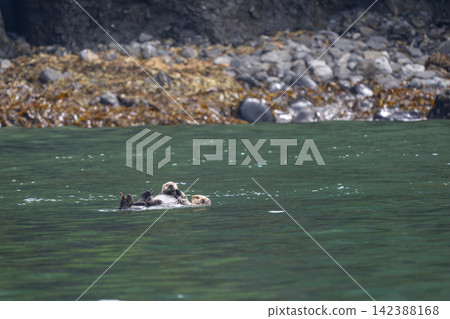A group of sea otters floating close together in the sea off Ochishi, Nemuro City, Hokkaido. A group of sea otters floating close together in the sea off Ochishi, Nemuro City, Hokkaido. 142388168