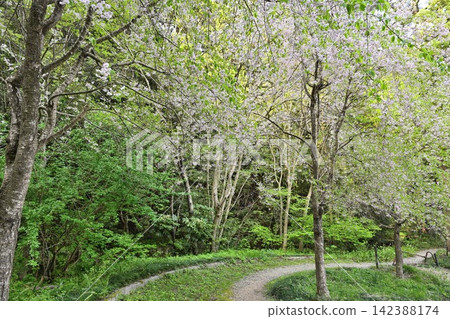 The hiking trail of Mt. Yahiko in spring, adorned with cherry blossoms (Yahiko Village, Niigata Prefecture) The hiking trail of Mt. Yahiko in spring, adorned with cherry blossoms (Yahiko Village, Niigata Prefecture) 142388174