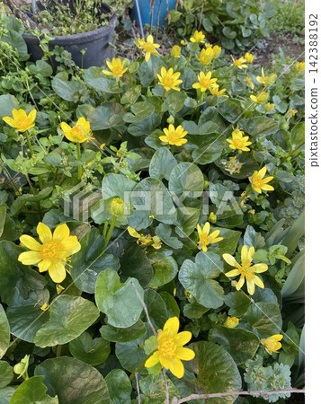 一片金黃色的白屈菜;春日花園裡盛開的野花。 一片金黃色的白屈菜;春日花園裡盛開的野花。 142388192