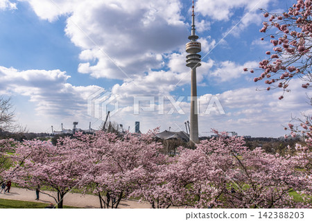 Munich, Germany - Apr 02, 2026: Cherry blossoms in Munich, Germany. Pink cherry blossoms with a blue and cloudy sky Munich, Germany - Apr 02, 2026: Cherry blossoms in Munich, Germany. Pink cherry blossoms with a blue and cloudy sky 142388203