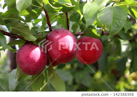 Red cherry plum fruits of the Kubanskaya Kometa variety in partial shade Red cherry plum fruits of the Kubanskaya Kometa variety in partial shade 142388308