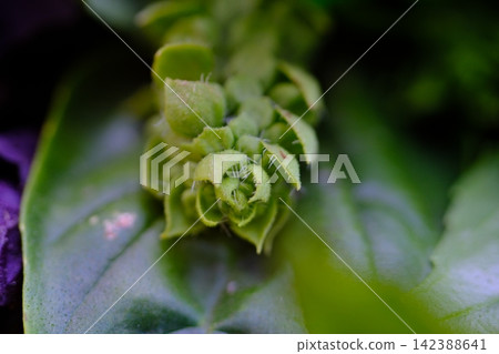 Green Flower Bud with Tiny Spikes Preparing to Bloom Among Fresh Leaves in Natural Summer Vegetation Green Flower Bud with Tiny Spikes Preparing to Bloom Among Fresh Leaves in Natural Summer Vegetation 142388641
