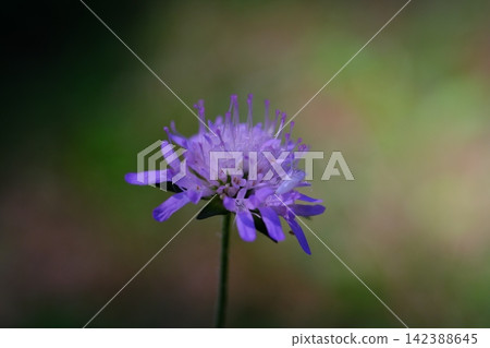 Delicate Purple Wildflower Blooming on Slender Stem with Soft Blurred Green Summer Nature Background in Bakota Ukraine Delicate Purple Wildflower Blooming on Slender Stem with Soft Blurred Green Summer Nature Background in Bakota Ukraine 142388645