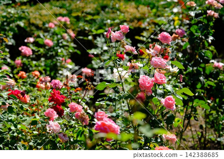 Beautiful Pink and Red Roses Blooming Abundantly in Lush Green Summer Garden Beautiful Pink and Red Roses Blooming Abundantly in Lush Green Summer Garden 142388685