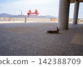 Okunoshima Ferry Waiting Area and Rabbits 142388709
