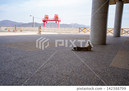 奧久野島渡輪候船區和兔子 奧久野島渡輪候船區和兔子 142388709