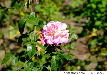 Beautiful Pink Rose Blooming in Green Summer Garden Surrounded by Fresh Leaves in Bright Natural Sunlight Beautiful Pink Rose Blooming in Green Summer Garden Surrounded by Fresh Leaves in Bright Natural Sunlight 142388722