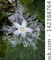 夜間開花的蛇瓜：它那奇特的絲狀花朵。 142388764