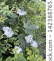 小丑花花 142388765