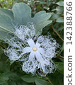 蛇瓜的花朵有蕾絲狀的白色花瓣。 142388766