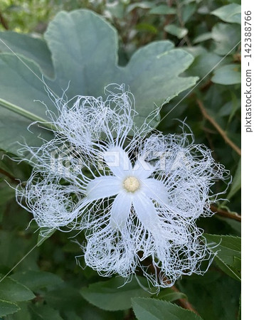 蛇瓜的花朵有蕾絲狀的白色花瓣。 蛇瓜的花朵有蕾絲狀的白色花瓣。 142388766