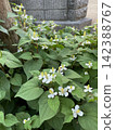 初夏花園裡，心形葉片和魚腥草的花。 142388767